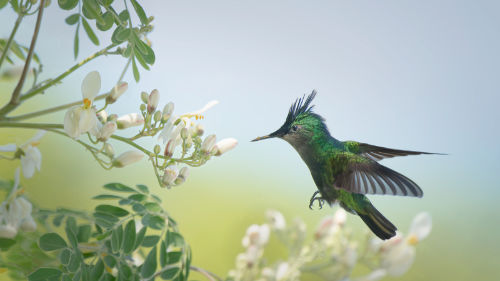 Antillean-Crested-Hummingbird-by-Zoe-Harris.jpg