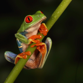 Red-Eyed-Tree-Frog-by-Diane-Raddon.jpg